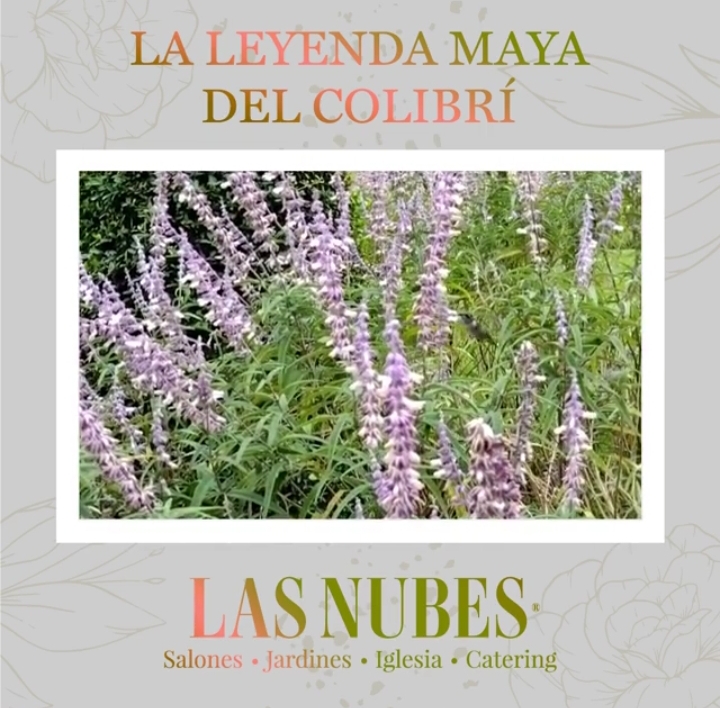 LA LEYENDA MAYA DEL COLIBRÍ